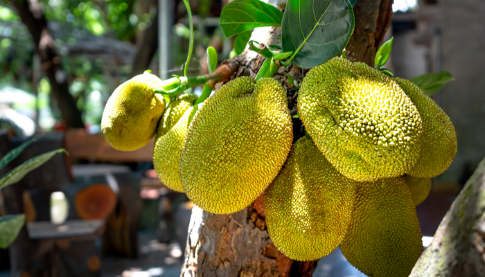 Jaca - Blog Alhocomalecrim.com