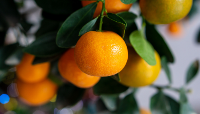 Laranja - Blog Alhocomalecrim.com