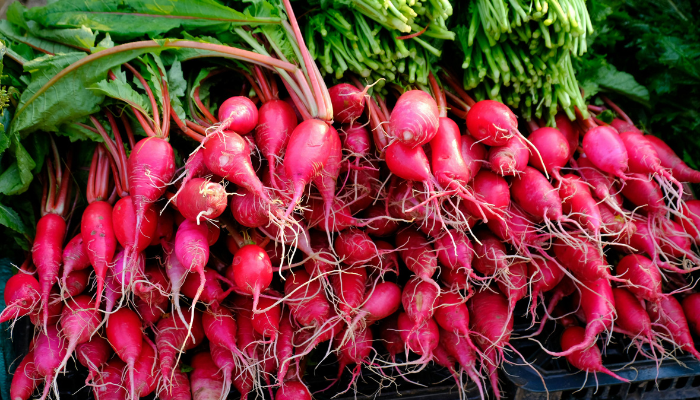 Rabanete - Blog Alhocomalecrim.com