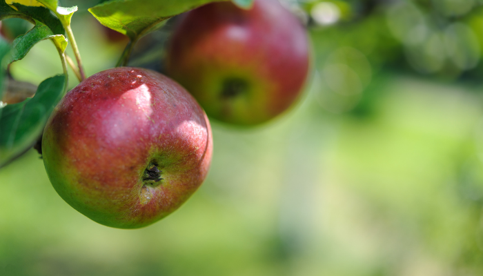 maça - Blog Alhocomalecrim.com