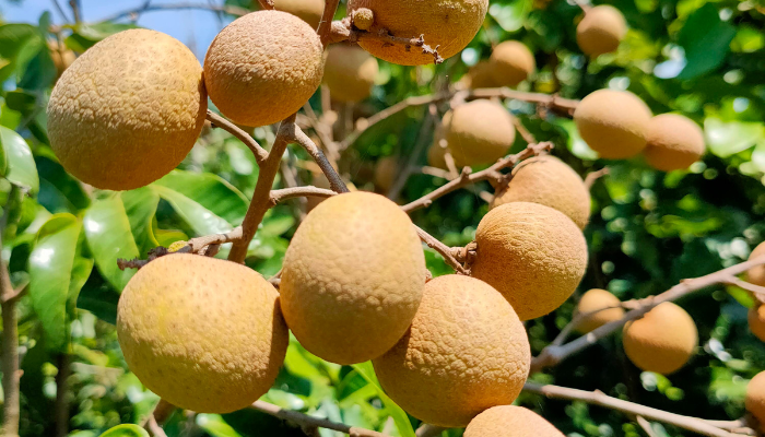 Longan - Blog Alhocomalecrim.com