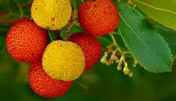 Medronho - Blog Alhocomalecrim.com