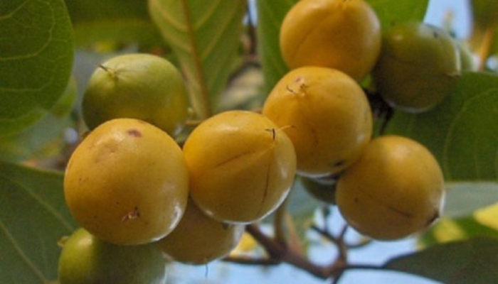 Murici - Blog Alhocomalecrim.com