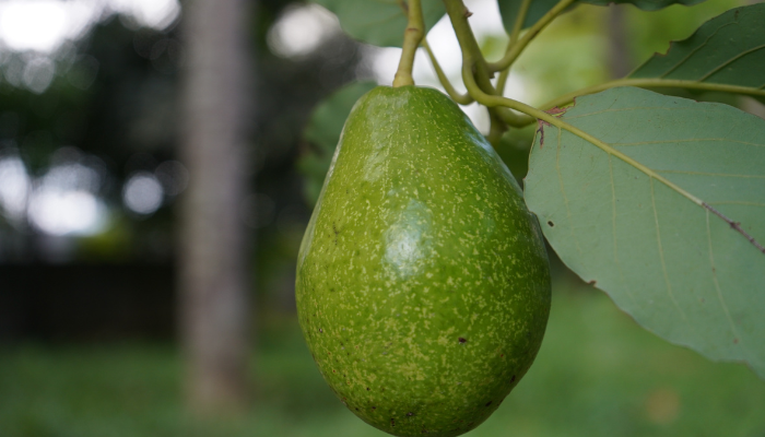 Abacate - Blog Alhocomalecrim.com