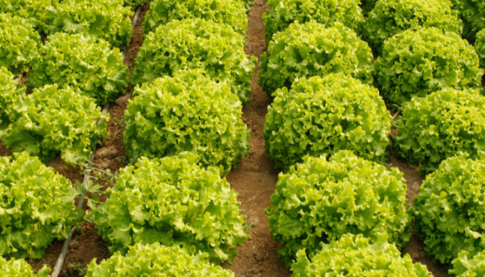 Alface - Blog Alhocomalecrim.com