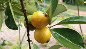 Araçá - Blog Alhocomalecrim.com