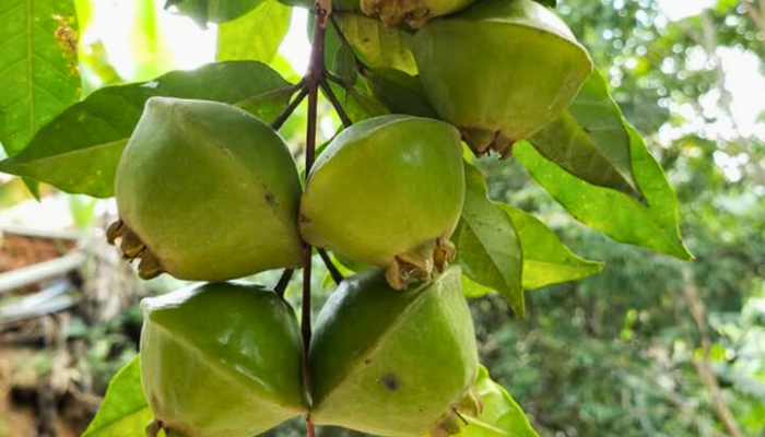 Cambuci - Blog Alhocomalecrim.com