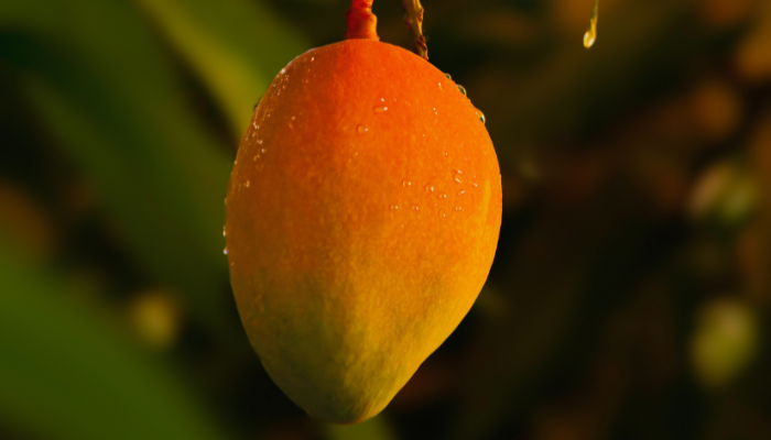 Manga - Blog Alhocomalecrim.com