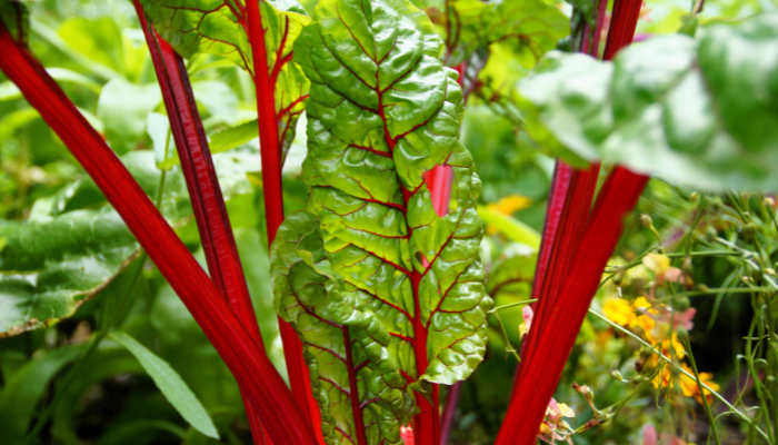 Acelga - Blog Alhocomalecrim.com