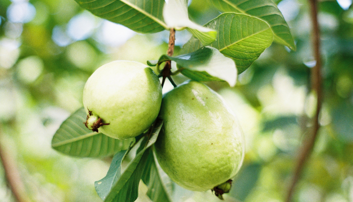 Goiaba - Blog Alhocomalecrim.com