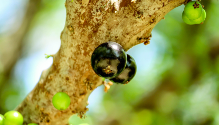 Jabuticaba - Blog Alhocomalecrim.com