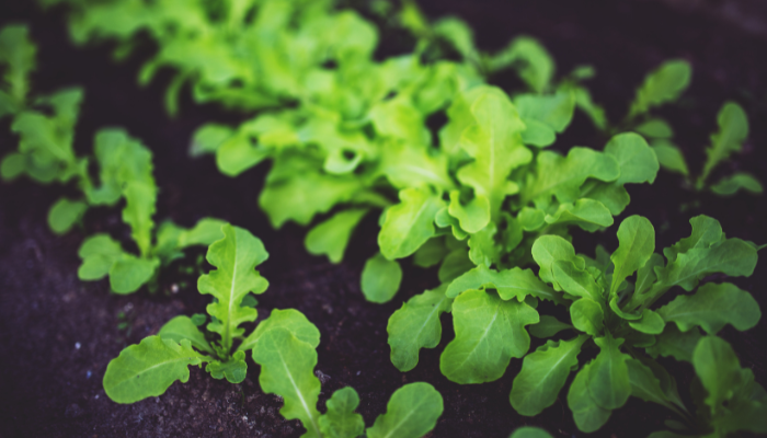 Rúcula - Blog Alhocomalecrim.com