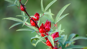 Azedinha - Blog Alhocomalecrim