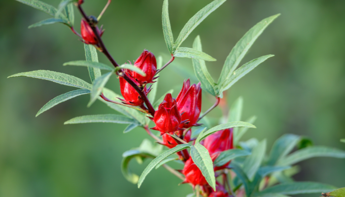 Azedinha - Blog Alhocomalecrim