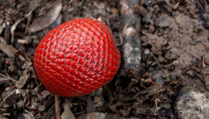 Buriti - Blog Alhocomalecrim