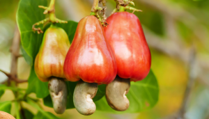 Caju - Blog Alhocomalecrim