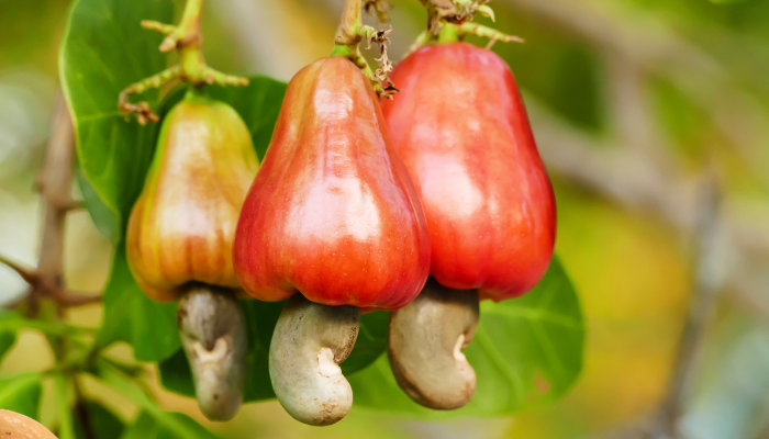 Caju - Blog Alhocomalecrim