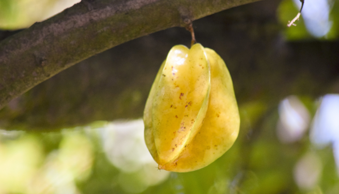 Carambola - Blog Alhocomalecrim
