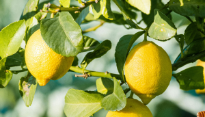 Limão siciliano - Blog Alhocomalecrim