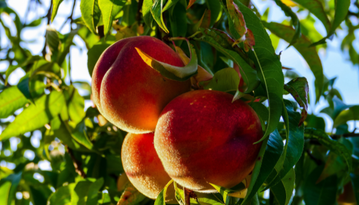 Pêssego - Blog Alhocomalecrim