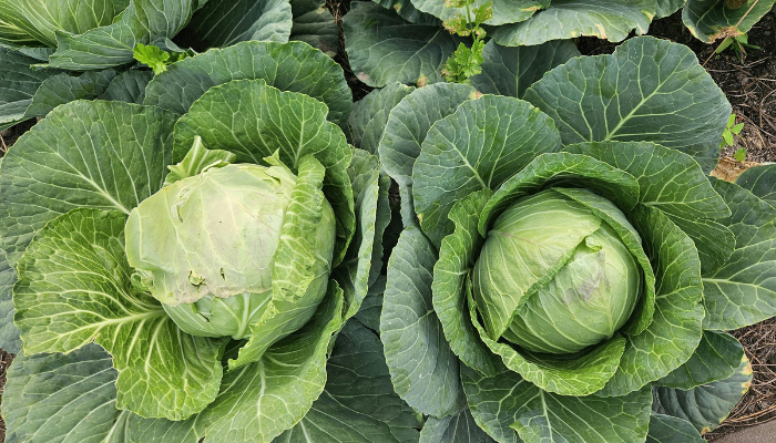 Repolho - Blog Alhocomalecrim