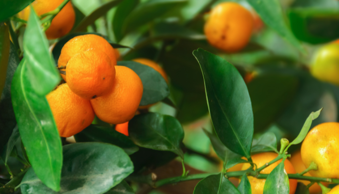 Tangerina - Blog Alhocomalecrim