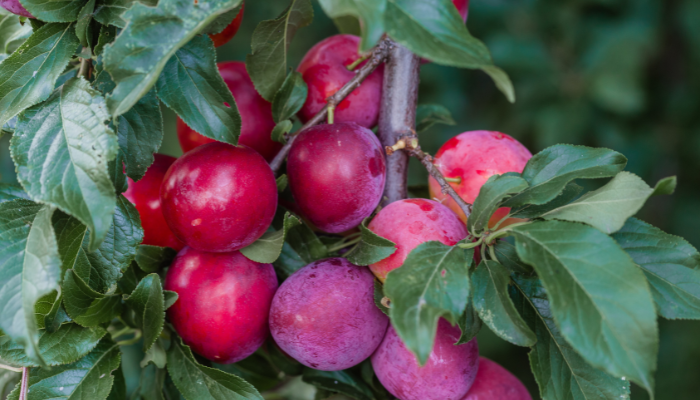 ameixa - Blog Alhocomalecrim