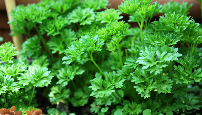 Salsa fresca - Blog Alhocomalecrim