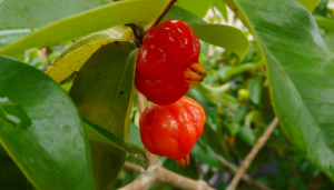 Pitanga Silvestre e Aromática - Blog Alhocomalecrim.com