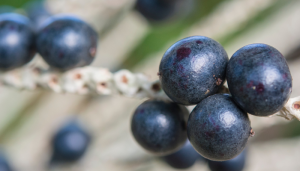 Açaí Puro e Intenso - Blog Alhocomalecrim.com