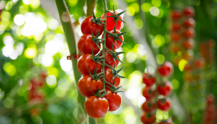 Tomate Cereja Sweet - Blog Alhocomalecrim.com